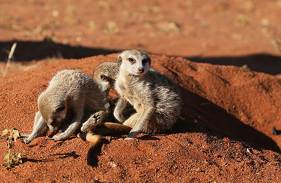 At Tswalu - private game reserve