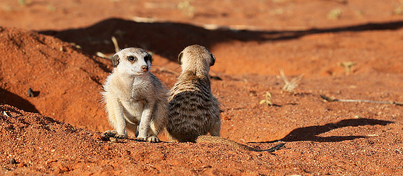 At Tswalu - private game reserve