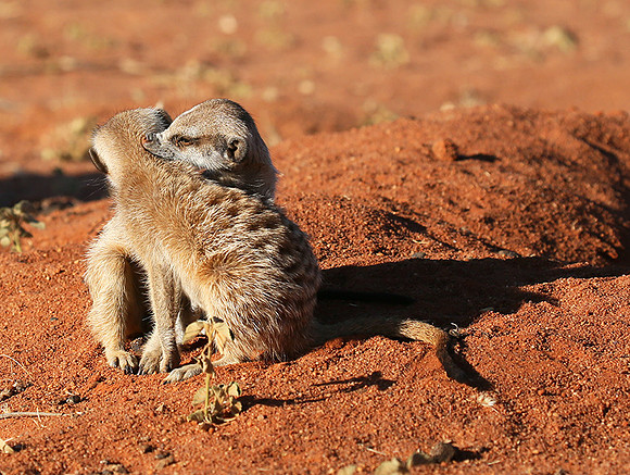 At Tswalu - private game reserve