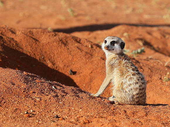 At Tswalu - private game reserve