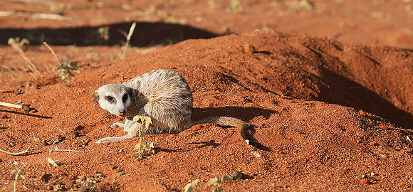 At Tswalu - private game reserve
