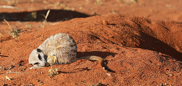 At Tswalu - private game reserve
