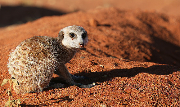 At Tswalu - private game reserve