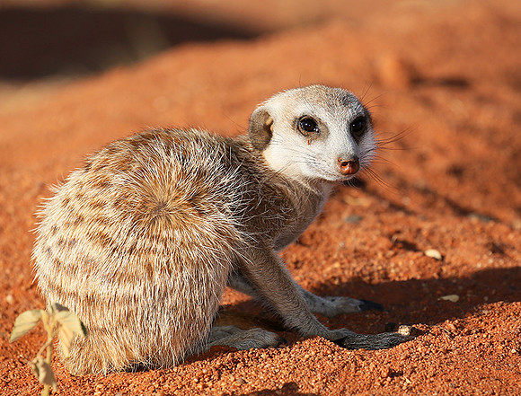At Tswalu - private game reserve
