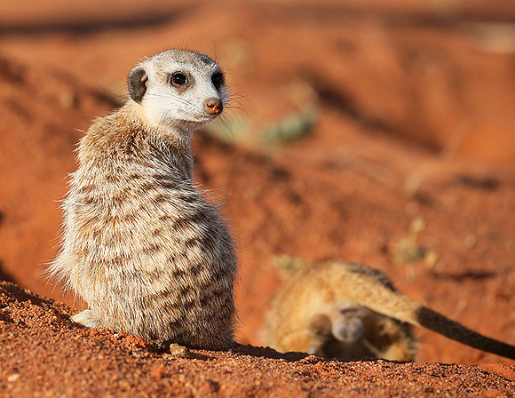 At Tswalu - private game reserve