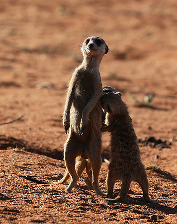 At Tswalu - private game reserve