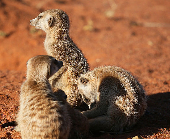 At Tswalu - private game reserve