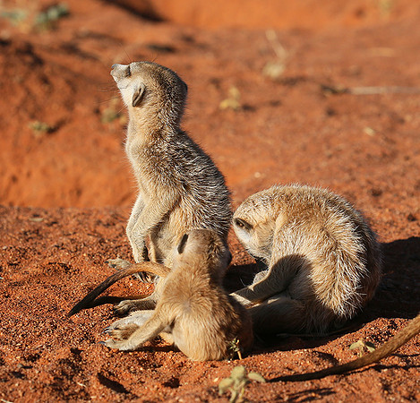 At Tswalu - private game reserve
