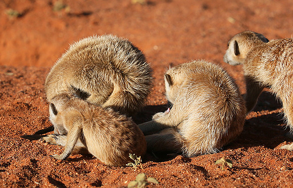 At Tswalu - private game reserve