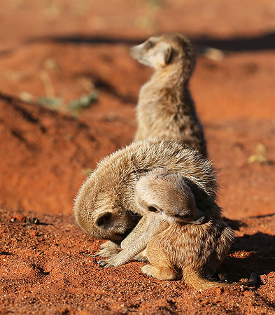 At Tswalu - private game reserve