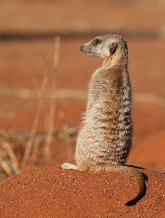 At Tswalu - private game reserve