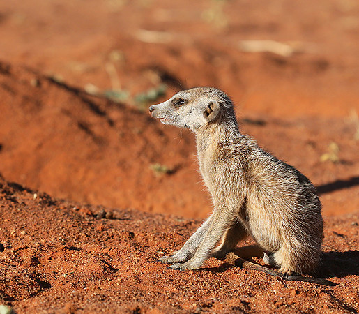 At Tswalu - private game reserve