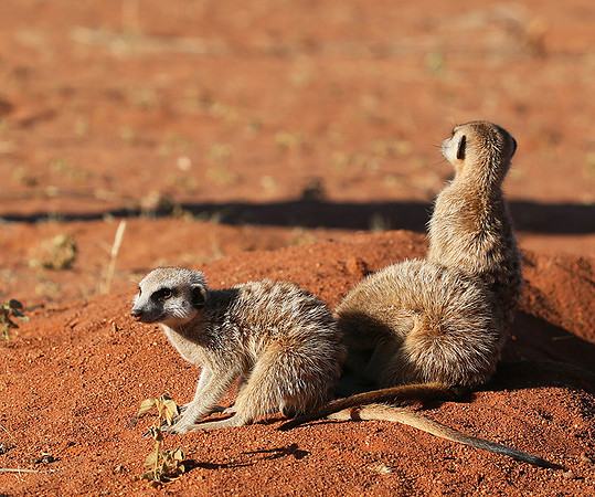 At Tswalu - private game reserve