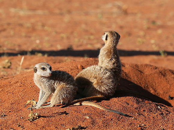 At Tswalu - private game reserve