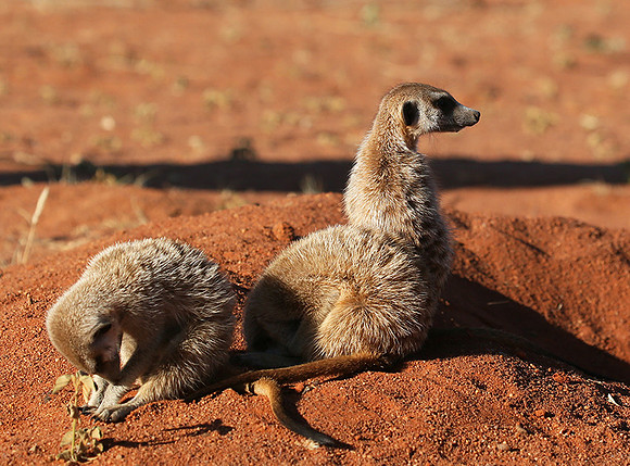 At Tswalu - private game reserve