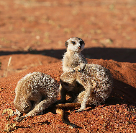 At Tswalu - private game reserve
