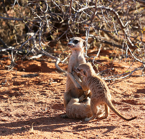 At Tswalu - private game reserve