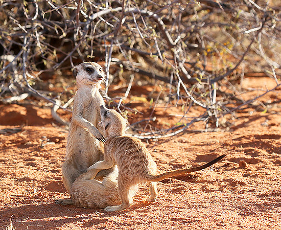 At Tswalu - private game reserve