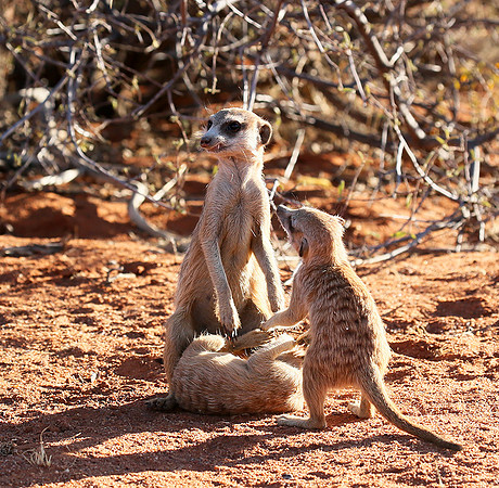At Tswalu - private game reserve