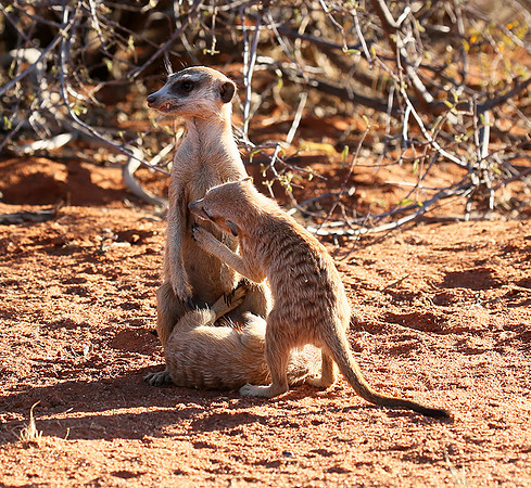 At Tswalu - private game reserve