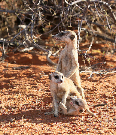 At Tswalu - private game reserve