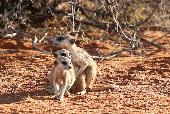 At Tswalu - private game reserve