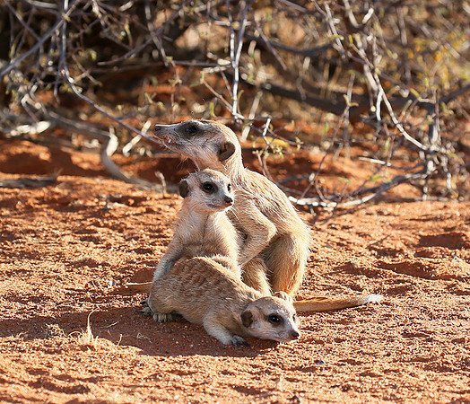 At Tswalu - private game reserve