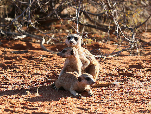 At Tswalu - private game reserve