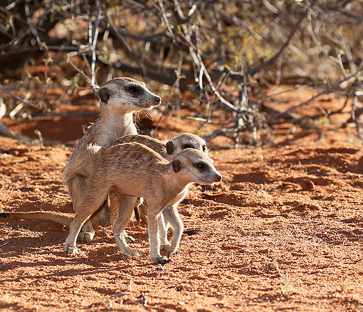 At Tswalu - private game reserve