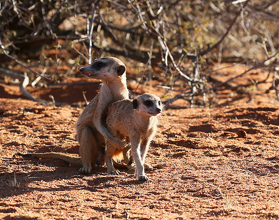 At Tswalu - private game reserve