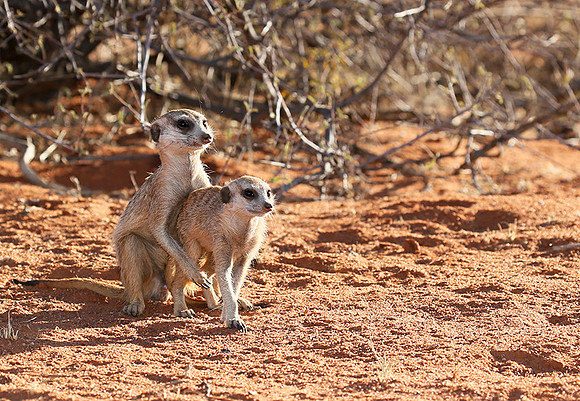 At Tswalu - private game reserve