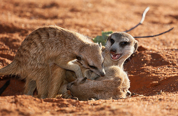 At Tswalu - private game reserve