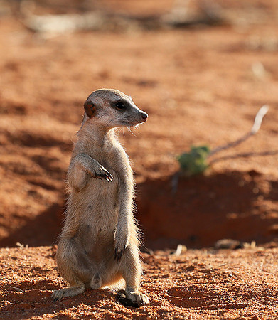 At Tswalu - private game reserve
