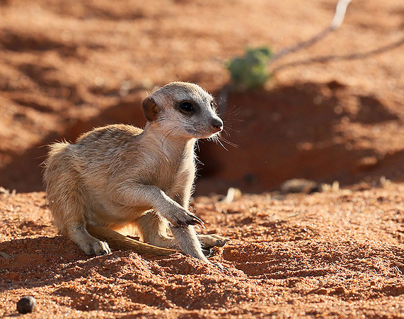 At Tswalu - private game reserve