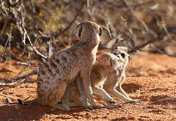 At Tswalu - private game reserve