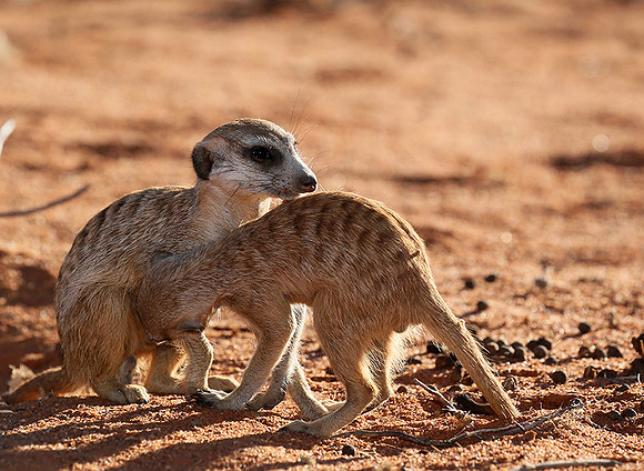 At Tswalu - private game reserve