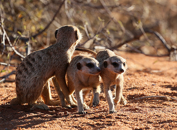 At Tswalu - private game reserve
