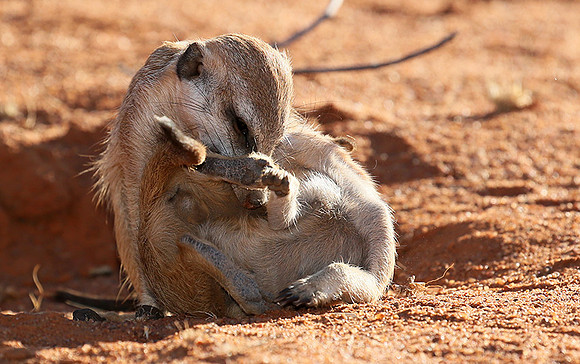 At Tswalu - private game reserve