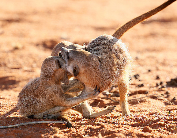 At Tswalu - private game reserve