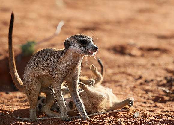 At Tswalu - private game reserve