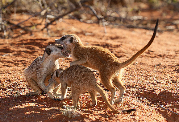 At Tswalu - private game reserve