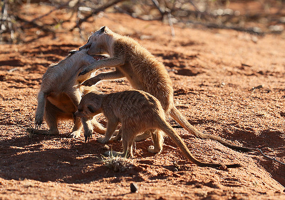 At Tswalu - private game reserve