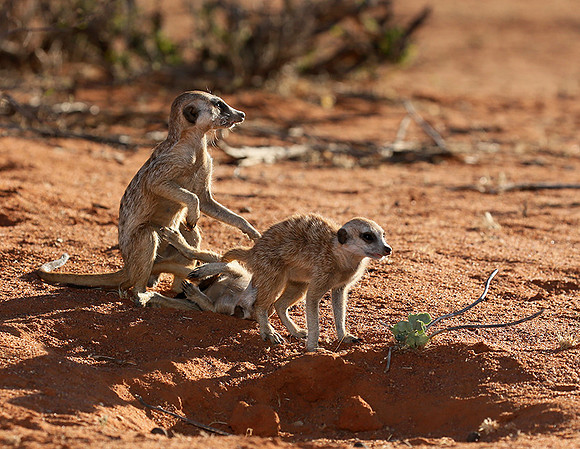 At Tswalu - private game reserve