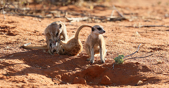 At Tswalu - private game reserve