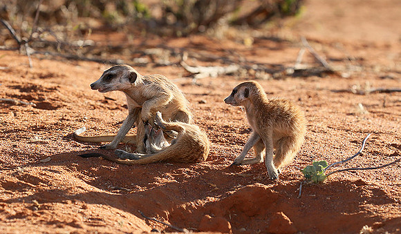 At Tswalu - private game reserve