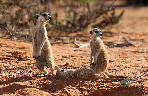At Tswalu - private game reserve