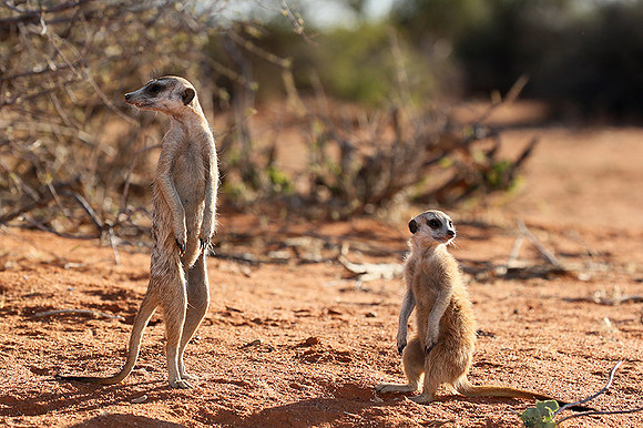 At Tswalu - private game reserve