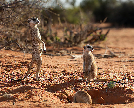 At Tswalu - private game reserve