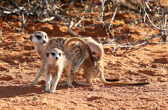 At Tswalu - private game reserve