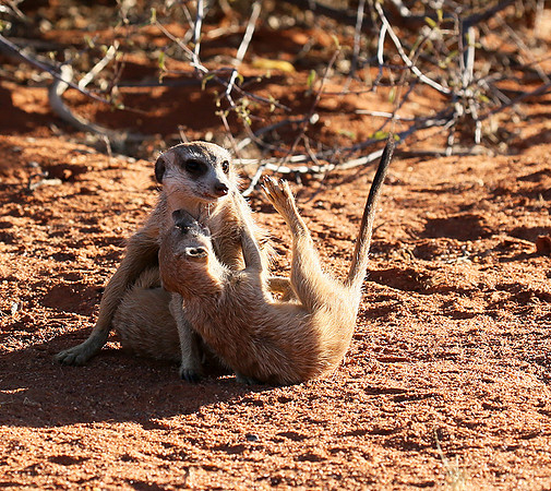 At Tswalu - private game reserve